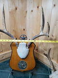 Two Sets of Antlers. - thumbnail 8 of 9