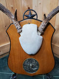 Two Sets of Antlers. - thumbnail 3 of 9