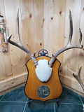 Two Sets of Antlers. - thumbnail 1 of 9