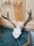 Two Sets of Antlers. - thumbnail 6 of 9