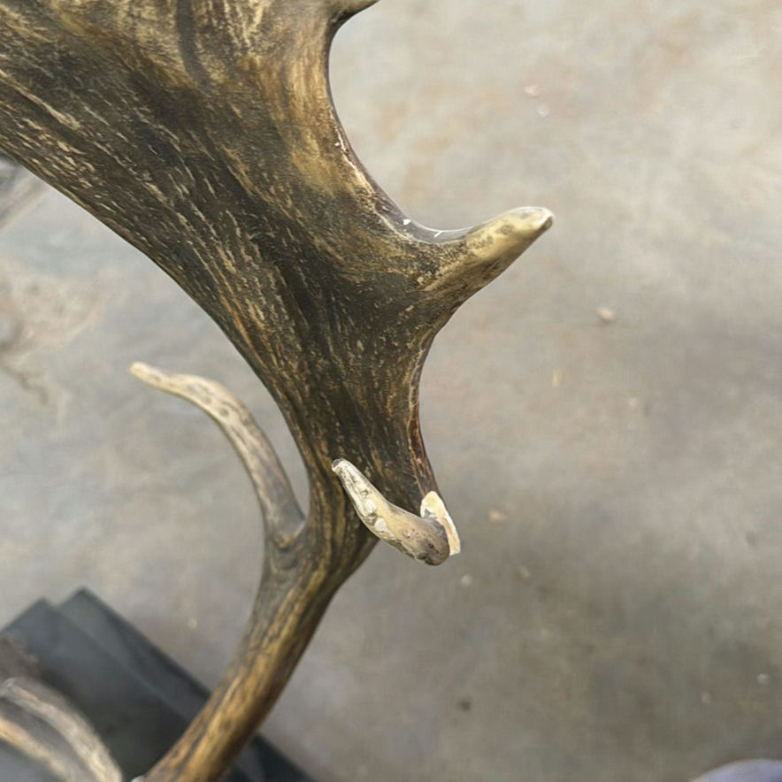 Mounted Moose Antlers Display - image 5 of 5