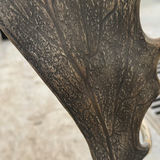 Mounted Moose Antlers Display - thumbnail 4 of 5