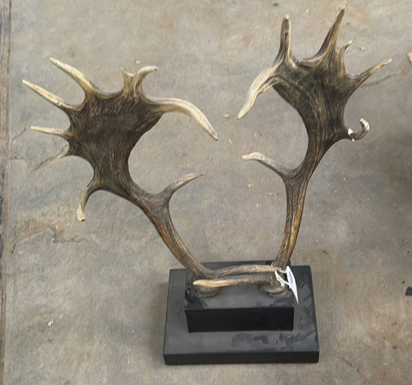 Mounted Moose Antlers Display - image 2 of 5