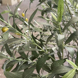 Artificial Olive Tree in White Planter - thumbnail 4 of 4