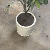 Artificial Olive Tree in White Planter - thumbnail 2 of 4