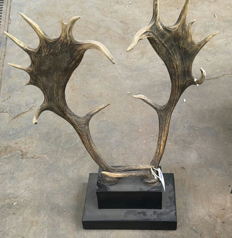 Mounted Moose Antlers Display - image 1 of 5