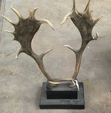 Mounted Moose Antlers Display - thumbnail 1 of 5