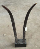 Mounted Decorative Horn Sculpture - thumbnail 1 of 5