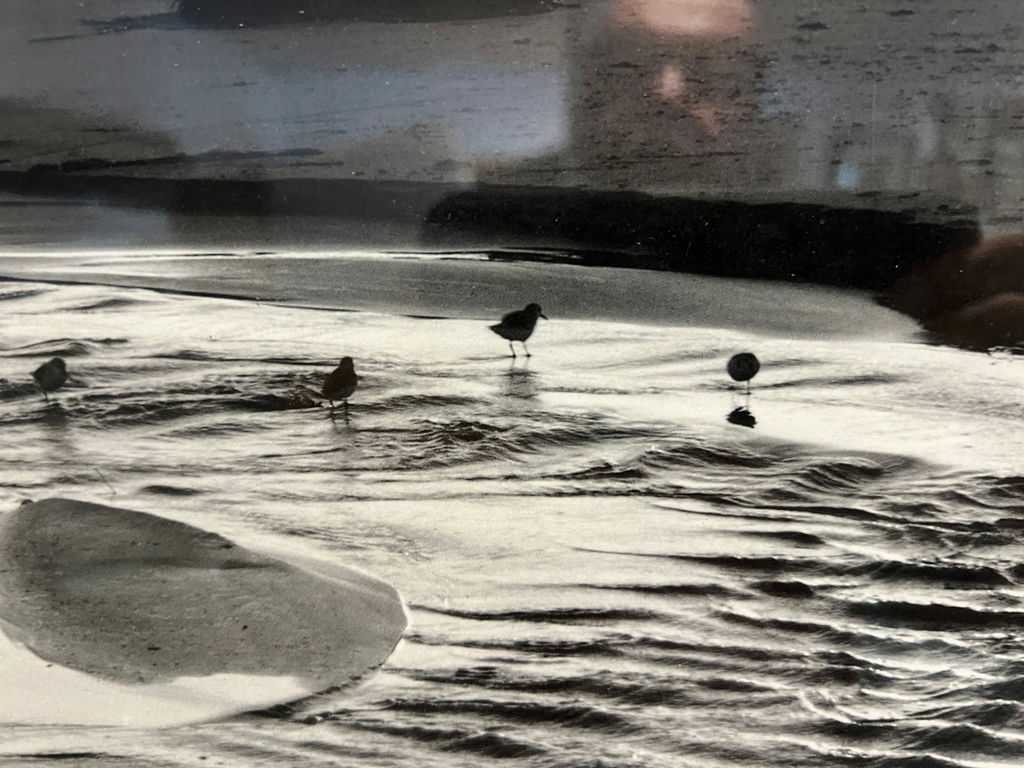 Framed Ansel Adams photograph: Fiat Lux – Birds on a Beach, Evening, 1966 27" X 20" - image 4 of 5