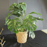 Decorative Christmas Wreath, Bonsai Tree, Brown Berry Branch, and Monstera Plant - thumbnail 7 of 7