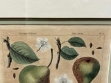 Botanical Still Life Lithographs - thumbnail 4 of 10