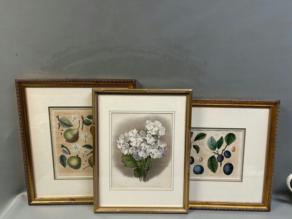Botanical Still Life Lithographs  - image 1 of 10