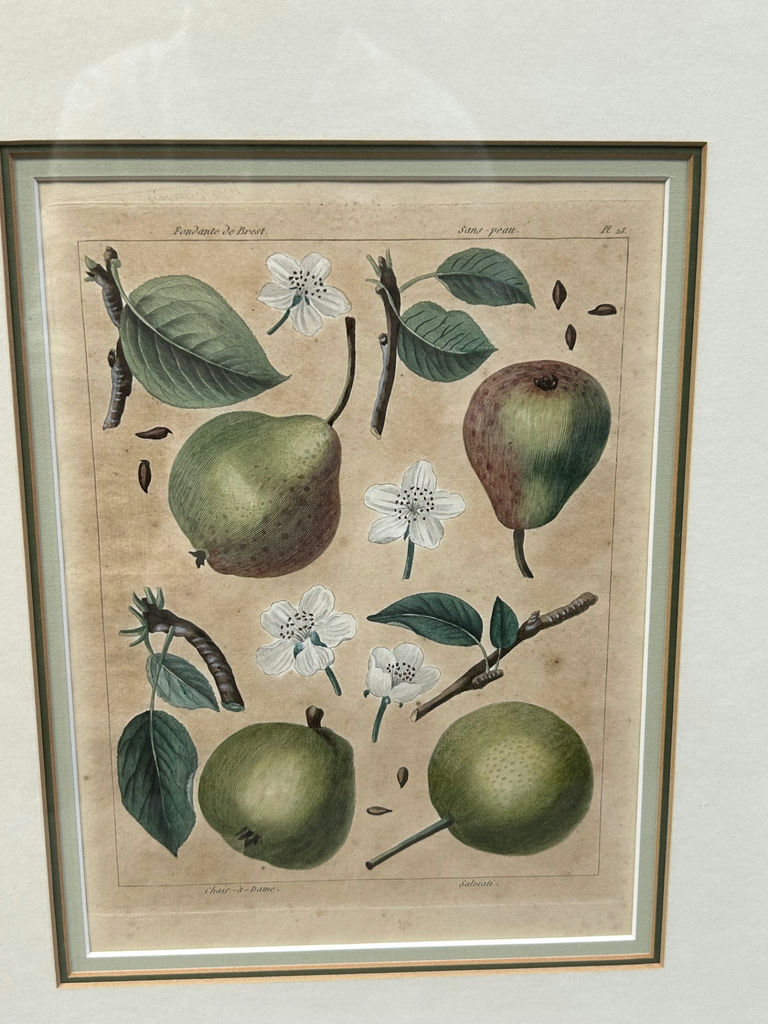 Botanical Still Life Lithographs - image 9 of 10
