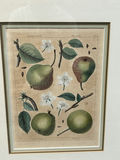 Botanical Still Life Lithographs - thumbnail 9 of 10