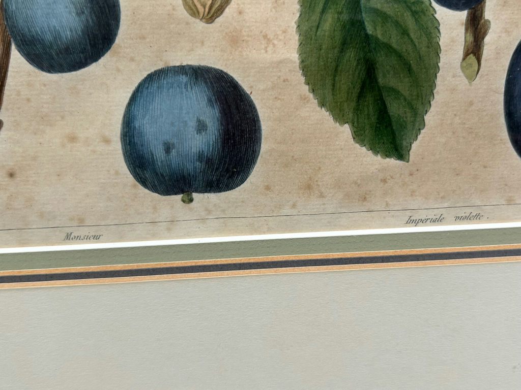 Botanical Still Life Lithographs - image 6 of 10