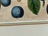 Botanical Still Life Lithographs  - thumbnail 6 of 10
