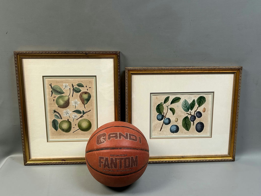 Botanical Still Life Lithographs  - image 3 of 10