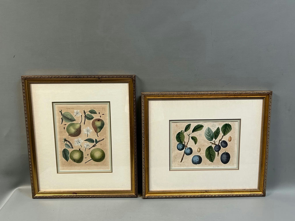Botanical Still Life Lithographs - image 2 of 10