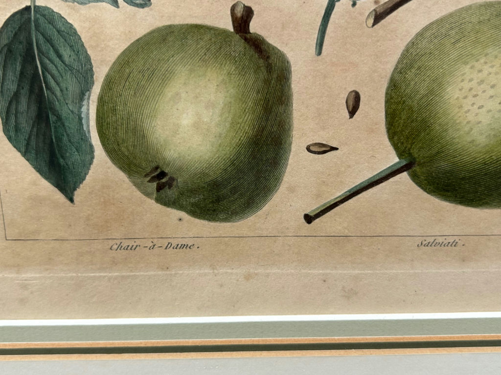 Botanical Still Life Lithographs  - image 8 of 10