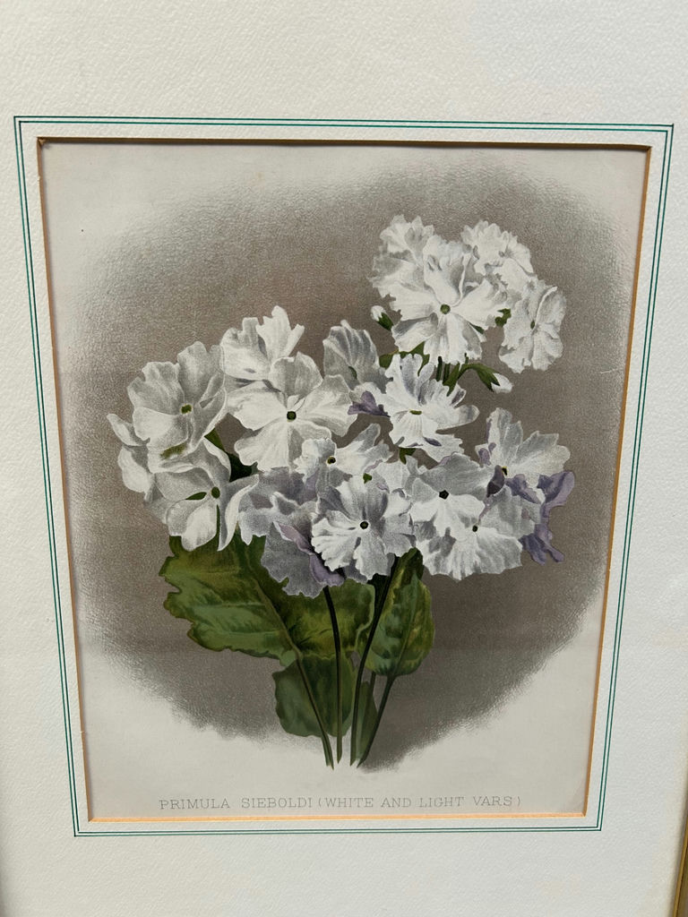 Botanical Still Life Lithographs - image 5 of 10