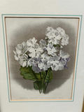 Botanical Still Life Lithographs  - thumbnail 5 of 10