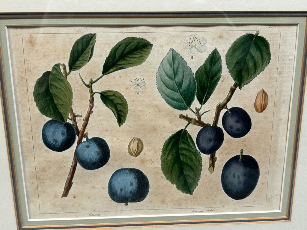 Botanical Still Life Lithographs  - image 7 of 10