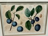 Botanical Still Life Lithographs - thumbnail 7 of 10
