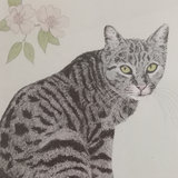 Carol Collette Framed Cat Print - thumbnail 1 of 8