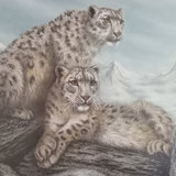 I.H. Farnsworth Framed Snow Leopards Print - thumbnail 1 of 7