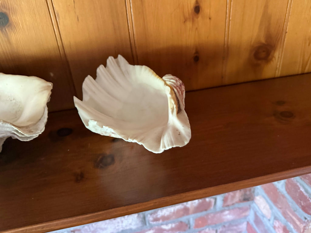 Group of Large Sea Shells w/Collosal Clam Shell! - image 3 of 4