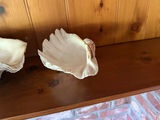 Group of Large Sea Shells w/Collosal Clam Shell! - thumbnail 3 of 4