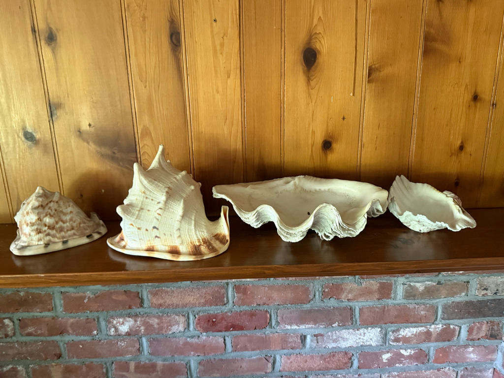 Group of Large Sea Shells w/Collosal Clam Shell! - image 1 of 4