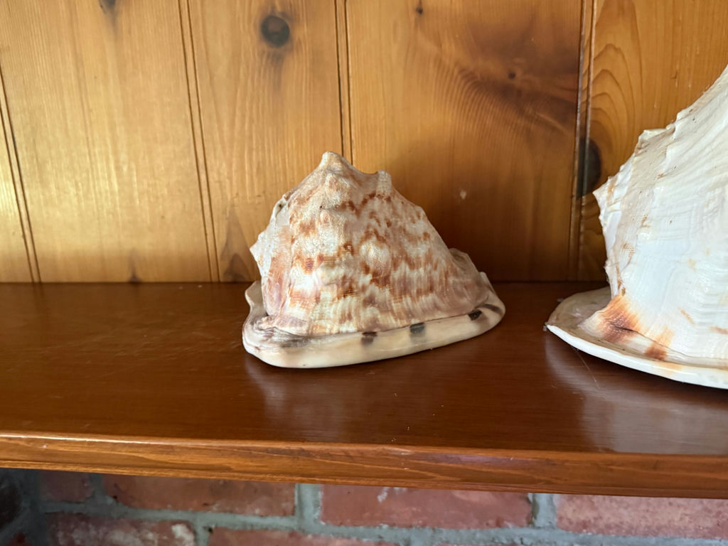 Group of Large Sea Shells w/Collosal Clam Shell! - image 4 of 4
