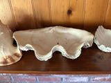 Group of Large Sea Shells w/Collosal Clam Shell! - thumbnail 2 of 4
