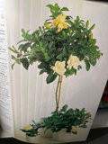 Collection of Books and Plant Guides - thumbnail 7 of 7