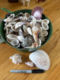 Garden decor, Planters, Rock and seashell collection - thumbnail 13 of 15