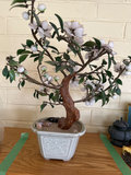 Decorative porcelain, stone bonsai, more  - thumbnail 2 of 9