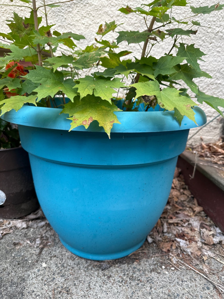 Planters and Pots  - image 2 of 3