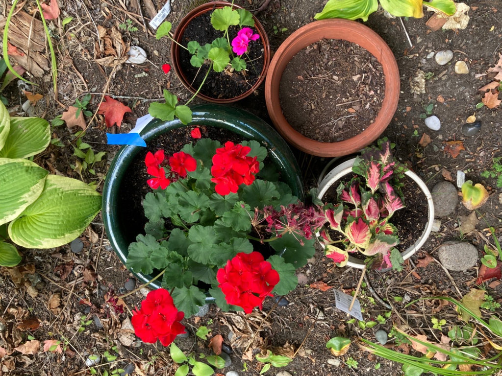 Plants in ceramic and plastic pots - image 2 of 4