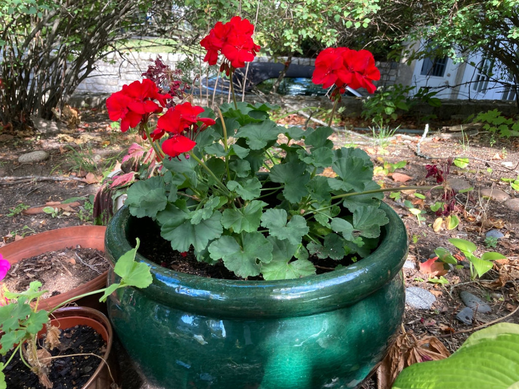 Plants in ceramic and plastic pots - image 4 of 4