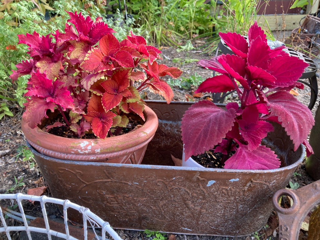 Potted flowering plants and decor - image 3 of 3