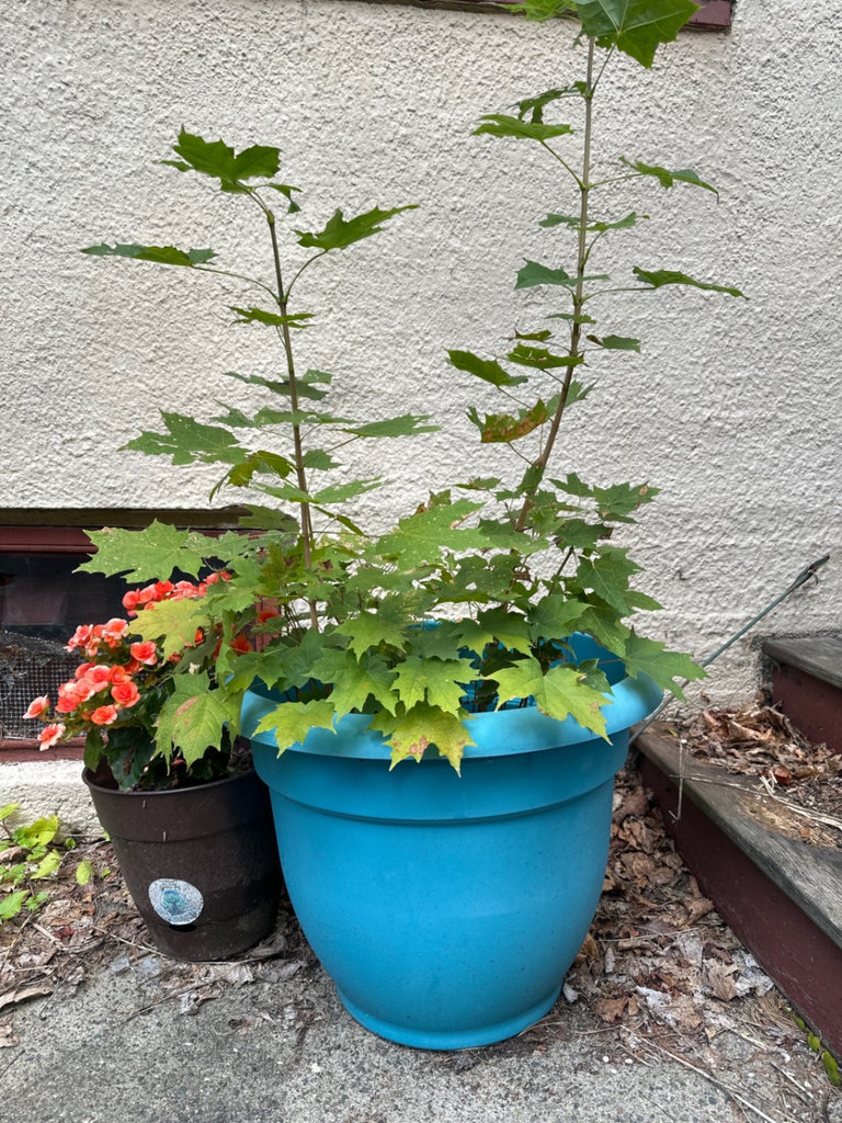 Planters and Pots  - image 1 of 3