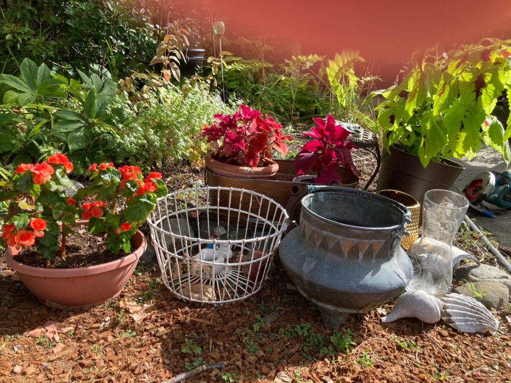 Potted flowering plants and decor - image 1 of 3