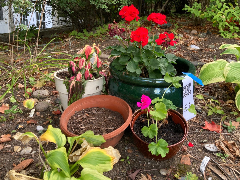 Plants in ceramic and plastic pots - image 3 of 4