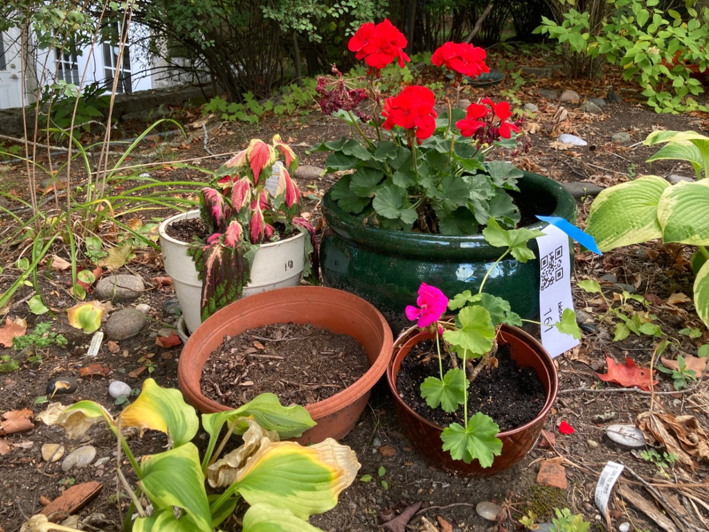 Plants in ceramic and plastic pots - image 1 of 4