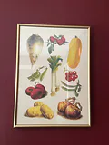 Reproduction print of Album Vilorm - french vegetables - thumbnail 2 of 2