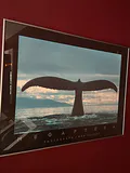 Framed Whale Tail Photograph Print - thumbnail 1 of 2