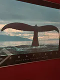 Framed Whale Tail Photograph Print - thumbnail 2 of 2