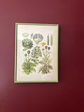 Reproduction framed print of French Vegetables - thumbnail 2 of 2
