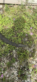 Grass Scythe Tool - thumbnail 7 of 7